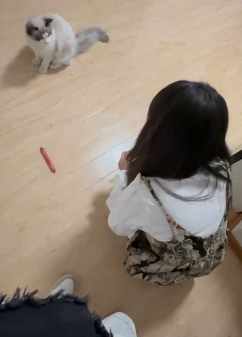 你撸猫 我撸你！美女大学生小吴兼职做钟点工 给人喂猫被男雇主骗