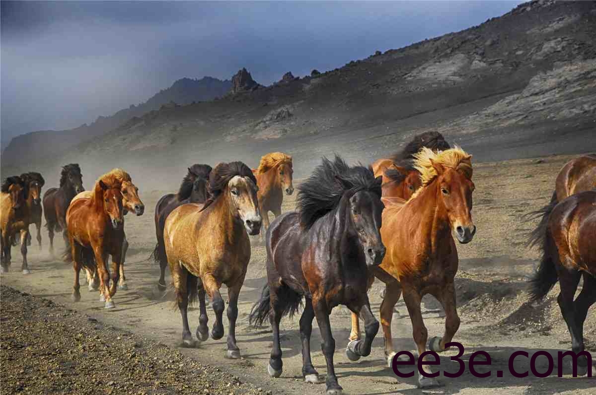 治愈系壁纸哪家强？高品质电脑4K动物壁纸19P